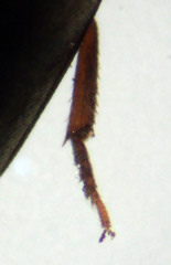 Enneboeus marmoratus