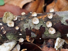 Trametes conchifer
