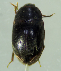 Enneboeus marmoratus