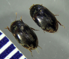 Enneboeus marmoratus