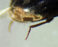 Enneboeus marmoratus