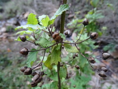Scrophularia scorodonia