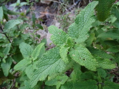 Scrophularia scorodonia