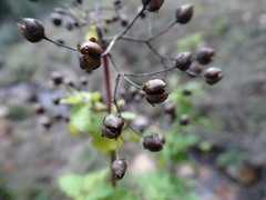 Scrophularia scorodonia