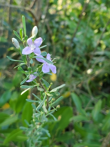 Lycium carolinianum