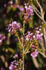 Thryptomene denticulata