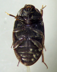 Enneboeus marmoratus