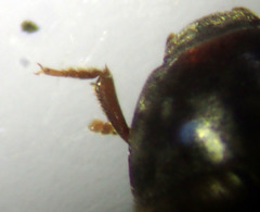 Enneboeus marmoratus