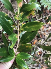 Anoplaspis metrosideri