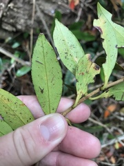 Anoplaspis metrosideri