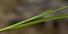 Juncus planifolius