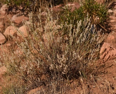 Eriogonum wrightii wrightii