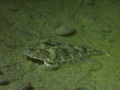 Citharichthys stigmaeus