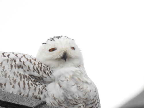Snowy Owl photographed in Virginia