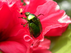 Calomacraspis splendens