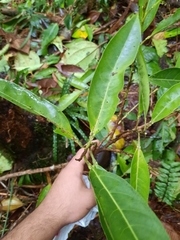 Citharexylum macradenium