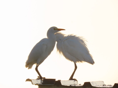 Bubulcus ibis