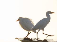 Bubulcus ibis
