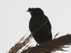 Acridotheres cristatellus