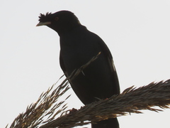 Acridotheres cristatellus