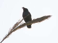 Acridotheres cristatellus