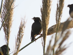 Acridotheres cristatellus