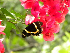 Papilio garamas garamas