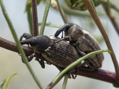 Heilipodus argentinicus