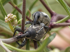 Heilipodus argentinicus
