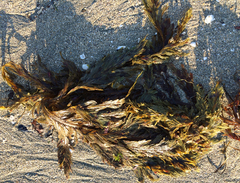 Desmarestia ligulata