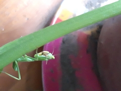 Stagmatoptera
