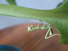 Stagmatoptera