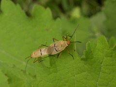 Dysdercus bimaculatus