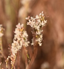 Eriogonum wrightii wrightii