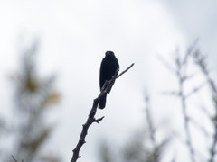 Knipolegus aterrimus