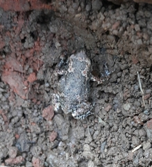 Uperodon taprobanicus