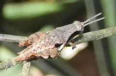 Eujivarus meridionalis