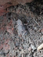 Uperodon taprobanicus
