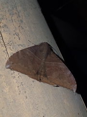 Ophisma