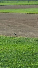 Charadrius vociferus