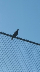 Columba livia domestica