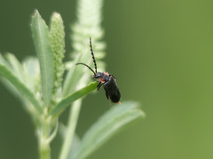 Polemius denticornis