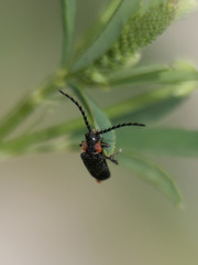 Polemius denticornis