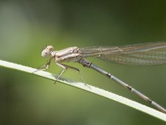 Argia joergenseni