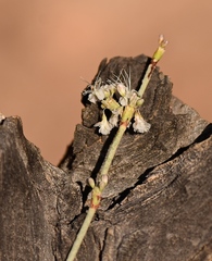 Eriogonum wrightii wrightii