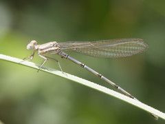 Argia joergenseni