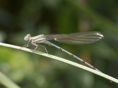 Argia joergenseni