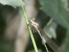 Argia joergenseni