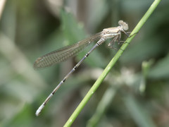 Argia joergenseni