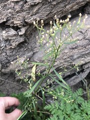 Symphyotrichum expansum